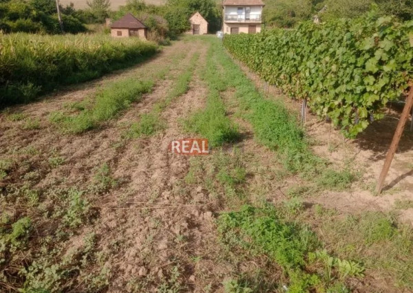 Predaj- Pokojné miesto pre oddych aj pestovanie vlastnej vinice – Modrany /Patince 14 km/