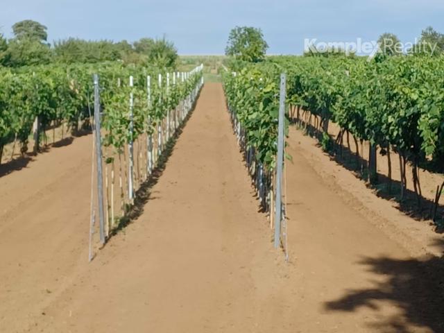 Predaj-3 priestranné pozemky 3806 m2 s viničným domčekom Veľká Maňa