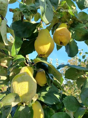 Predaj-3 priestranné pozemky 3806 m2 s viničným domčekom Veľká Maňa