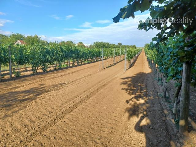 Predaj-3 priestranné pozemky 3806 m2 s viničným domčekom Veľká Maňa