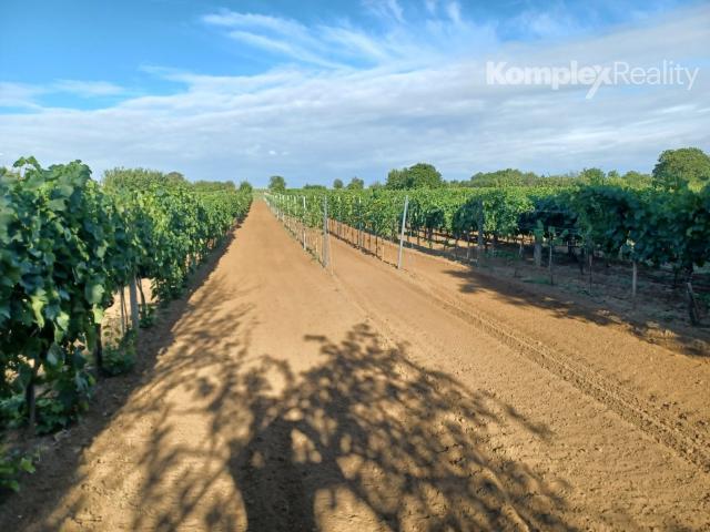 Predaj-3 priestranné pozemky 3806 m2 s viničným domčekom Veľká Maňa